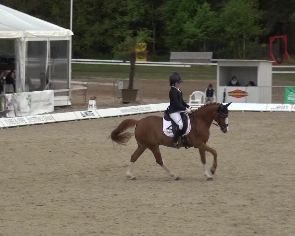 Reitturnier Rastede-Nethen 2021