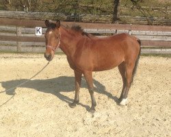 horse Mounjeh (Arabian thoroughbred, 2006, from Messaoud 1979 ox)