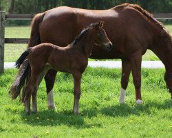 broodmare Rockabella (Westphalian, 2014, from Rock Forever II)