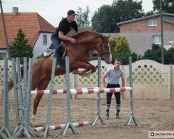 Pferd Contendero A (Polnisches Warmblut, 2003, von Ceaser)