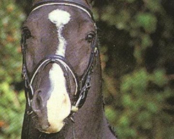 stallion Night and Day (Dutch Warmblood, 1988, from Nimmerdor)