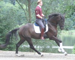 horse Designer (Austrian Warmblood, 2011, from Danny Wilde)