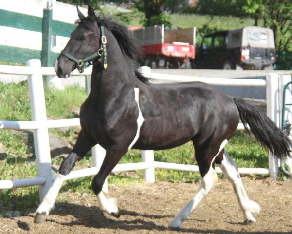 horse Nockalm's Don Dior (Pinto, 2013, from Lotti)