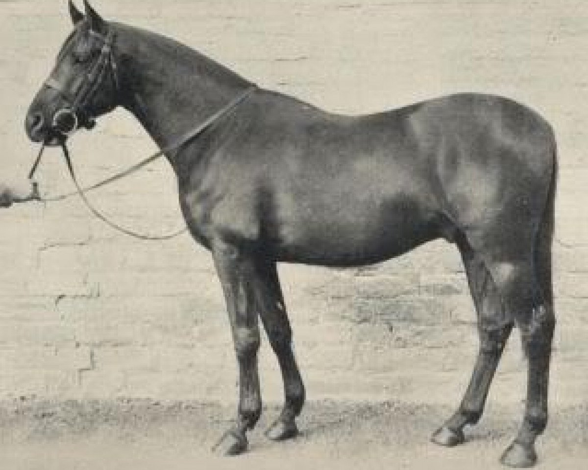 Deckhengst Simon Mesaoud x (Anglo-Araber, 1935, von Sahban ox)