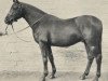 stallion Simon Mesaoud x (Anglo-Arabs, 1935, from Sahban ox)