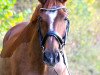 broodmare Adelaide K (Hanoverian, 2005, from Alabaster)