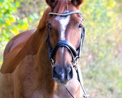 broodmare Adelaide K (Hanoverian, 2005, from Alabaster)