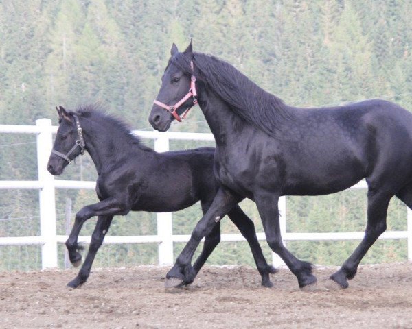 Pferd Diva von der Nockalm (Friese, 2009, von Folkert 353 Sport)