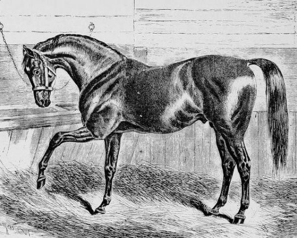 horse Rosicrucian xx (Thoroughbred, 1865, from Beadsman xx)