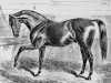 stallion Rosicrucian xx (Thoroughbred, 1865, from Beadsman xx)