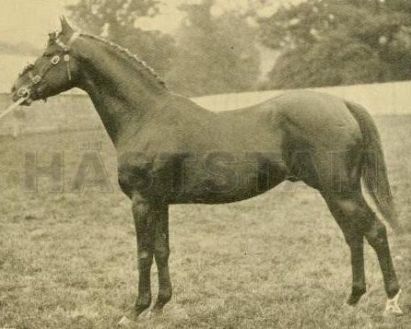 Deckhengst Rosewater (British Riding Pony, 1883, von Rosicrucian xx)
