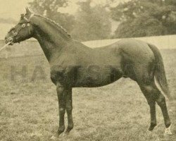 stallion Rosewater (British Riding Pony, 1883, from Rosicrucian xx)