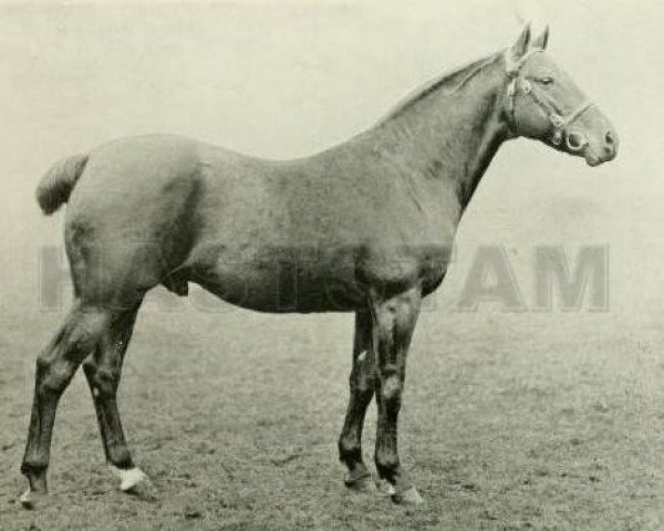 stallion Sandiway (British Riding Pony, 1895, from Rosewater)