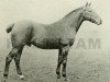 stallion Sandiway (British Riding Pony, 1895, from Rosewater)