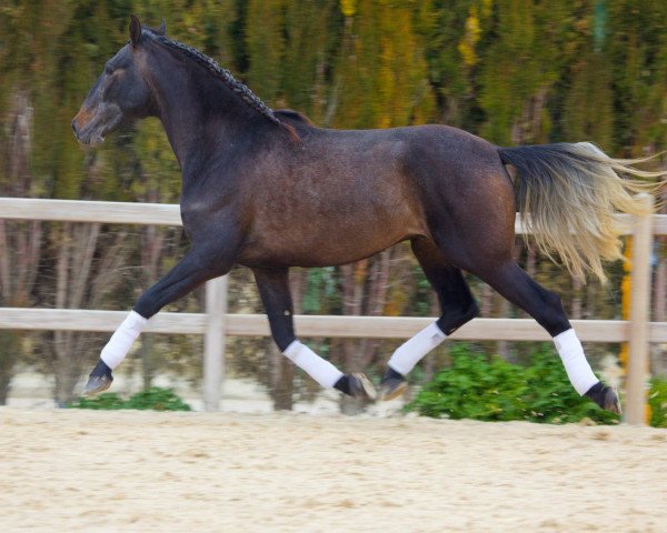 horse Perseo (Pura Raza Espanola (PRE), 2012)