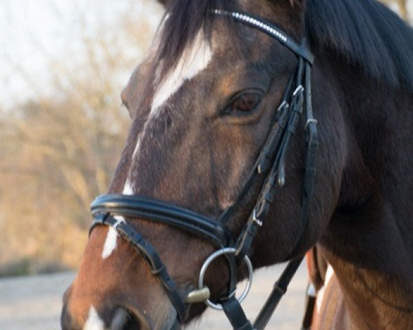 horse Skip (Trakehner, 1997, from Saint Cloud)