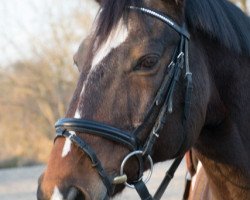 Pferd Skip (Trakehner, 1997, von Saint Cloud)