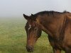 broodmare Devon (Hanoverian, 1999, from Del Piero)