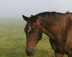 broodmare Devon (Hanoverian, 1999, from Del Piero)