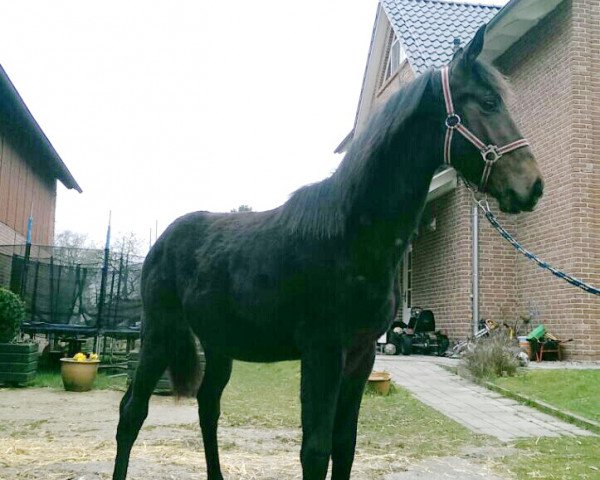 dressage horse Lord (Hanoverian, 2014, from Londontime)