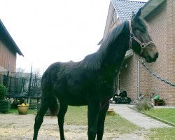 dressage horse Lord (Hanoverian, 2014, from Londontime)