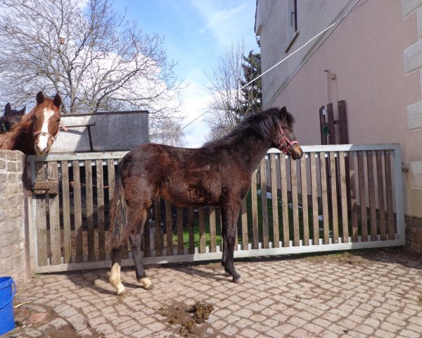 broodmare Nikita (German Riding Pony, 2014, from Nasrim)