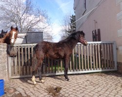 Zuchtstute Nikita (Deutsches Reitpony, 2014, von Nasrim)