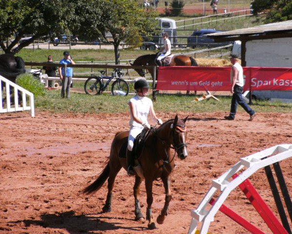 Zuchtstute Cinderella W (Rheinländer, 2004, von Capilano)