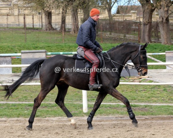 Springpferd ALANO (Tschechisches Warmblut, 2011, von Askano)