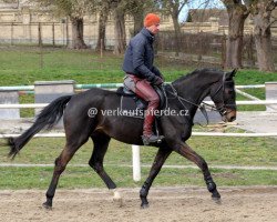 Springpferd Alano (Tschechisches Warmblut, 2011, von Askano)