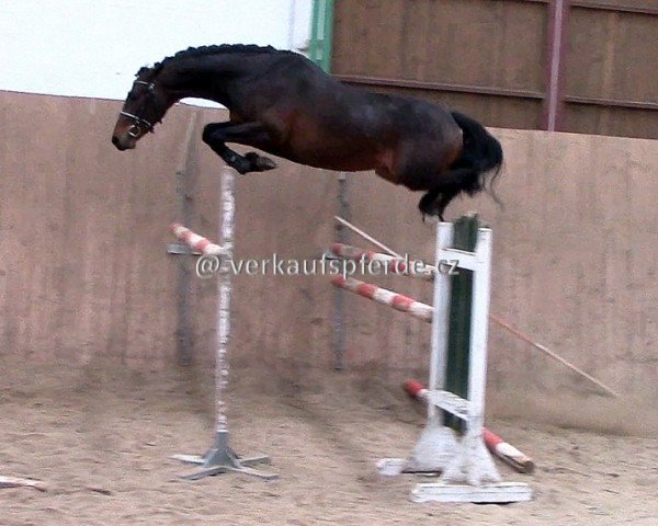 Springpferd Lysandro (Oldenburger, 2012, von Lyjanero)