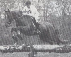 horse Contrast (Holsteiner, 1973, from Cor de la Bryère)