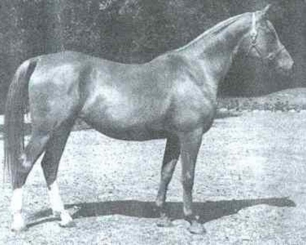 broodmare Eloia ox (Arabian thoroughbred, 1952, from General Grant 1945 ox)