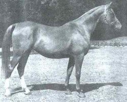 broodmare Eloia ox (Arabian thoroughbred, 1952, from General Grant 1945 ox)