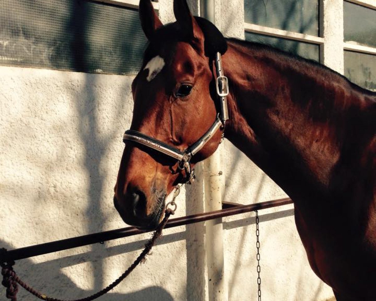 dressage horse Lets Fet´z (Hanoverian, 2007, from Lauries Crusador xx)