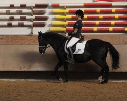 dressage horse Heidi 639 (unknown, 1998)