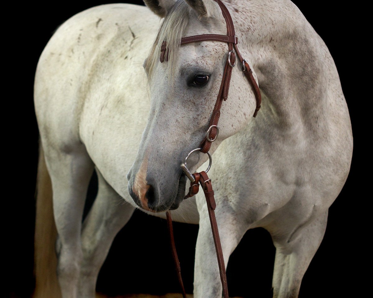 Pferd Monte Carlo (Araber, 2001, von Romanof ox)