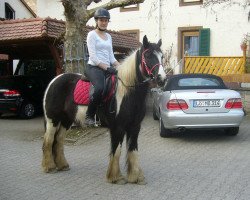 Pferd Betty (Tinker / Irish Cob / Gypsy Vanner, 2009)