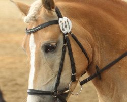 Springpferd Sir Ferdinand (Haflinger, 2005, von St.Anton)