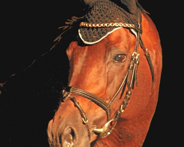 stallion Markies V (Dutch Warmblood, 1994, from Guidam)