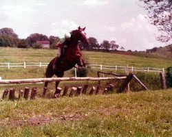 Deckhengst Bekescsaba Furfang-6 (Ungarisches Warmblut, 1974, von Furfang xx)