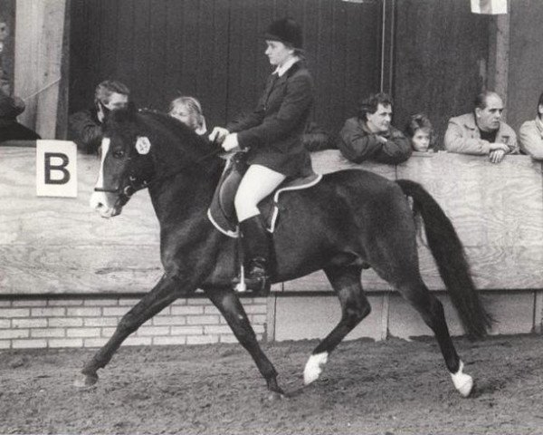 stallion Heuvingshof Wout (New Forest Pony, 1981, from Halenshof Wilfred)