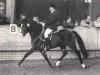 stallion Heuvingshof Wout (New Forest Pony, 1981, from Halenshof Wilfred)