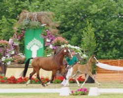 broodmare Lady Laimert (Dutch Pony, 1997, from Kupido K)