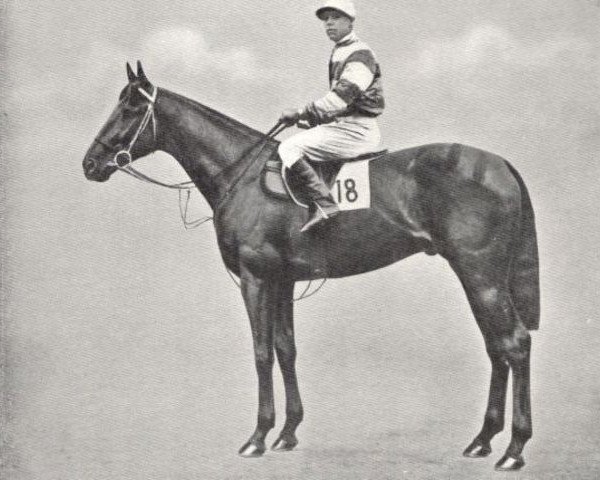 stallion Ellangowan xx (Thoroughbred, 1920, from Lemberg xx)