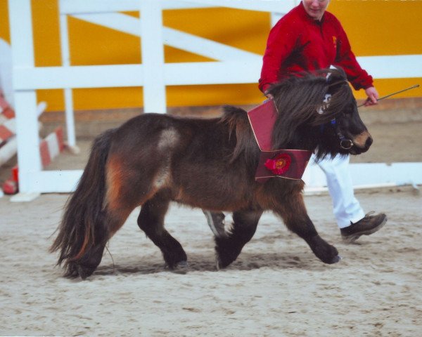 stallion Thorax von Repgow (Shetland pony (under 87 cm), 2012, from Theseus)