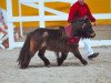 Deckhengst Thorax von Repgow (Shetland Pony (unter 87 cm), 2012, von Theseus)