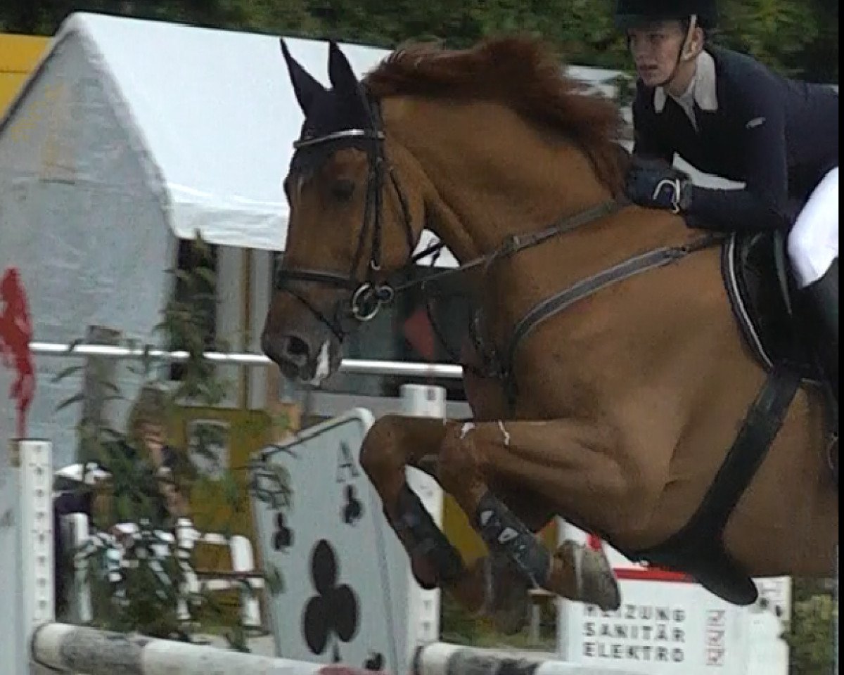 Springpferd Index 40 (KWPN (Niederländisches Warmblut), 2000, von Indoctro)