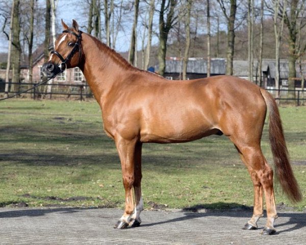 stallion Kraneveld's Kadans (Nederlands Welsh Ridepony, 1992, from Jacobspeel's Rocky)