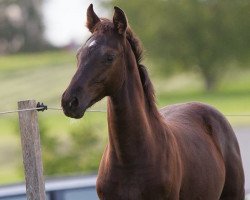 Pferd Itsokay (Württemberger, 2014, von Ituango xx)